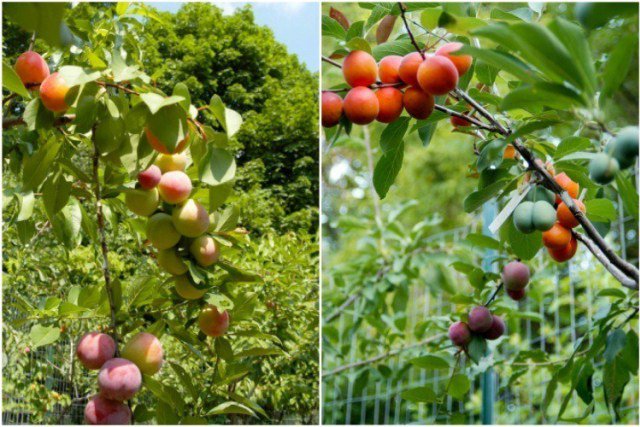 Ծառ, որի վրա 40 տեսակի միրգ է աճում