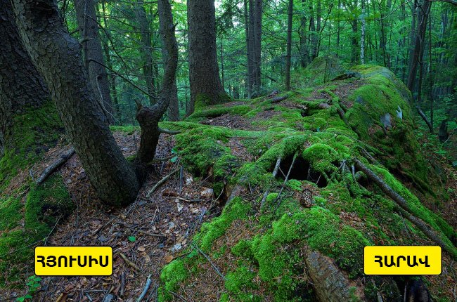15 տարածված մոլորություն, որոնք իրականության հետ ընդհանուր ոչինչ չունեն