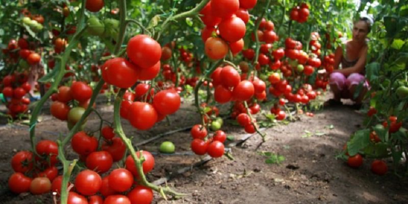 Հին պատռված զուգագուլպան իսկական գանձ է. երբեք չէի մտածի № 3-ի մասին…