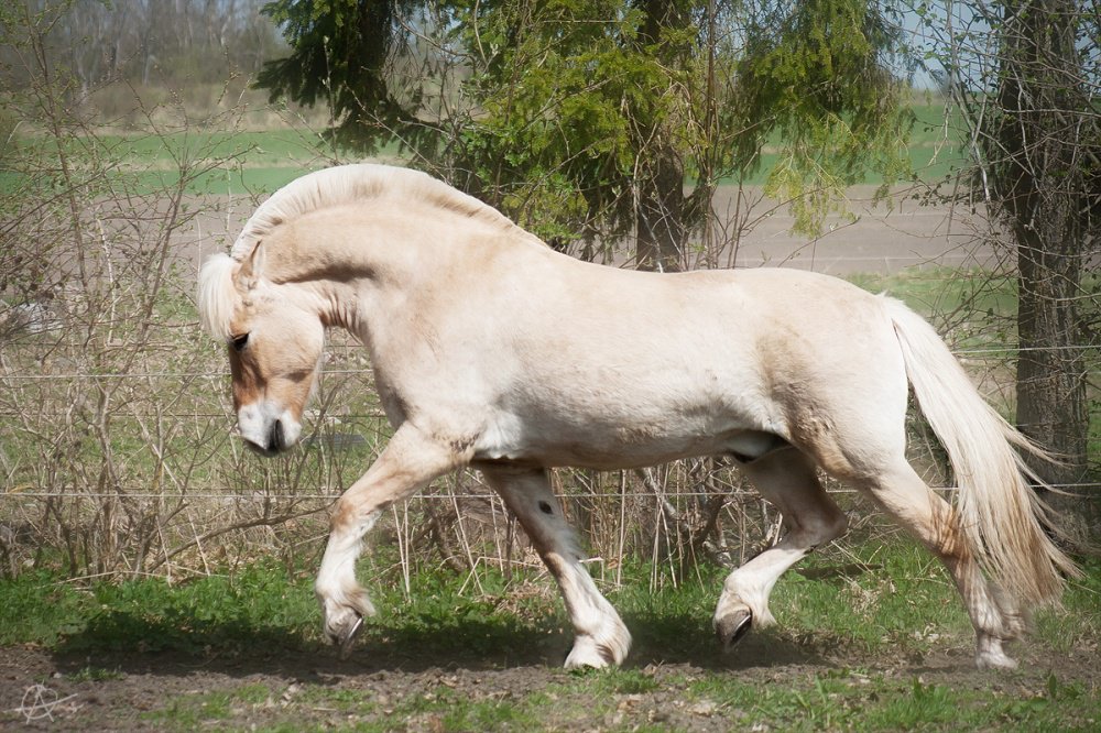 15 ձի, որոնց գեղեցկությունից դուք կապշեք