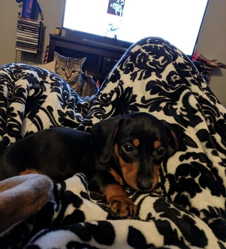 13 մահացու լուսանկարներ այն մասին, թե ինչպիսի տեսք ունի նախանձը