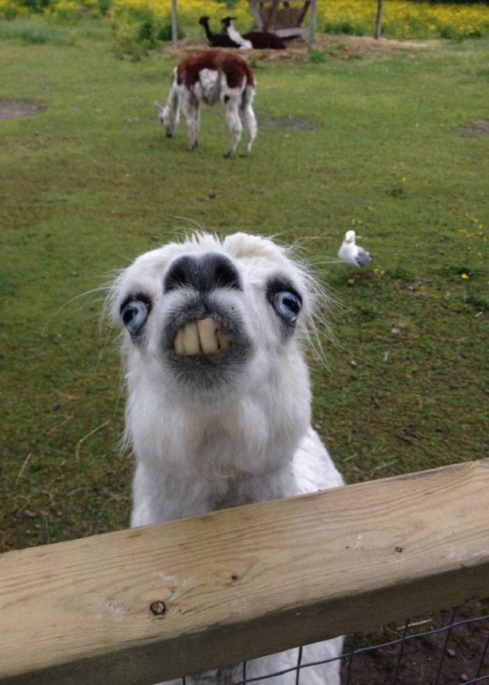 Ոչ ֆոտոգենիկ կենդանիներ, որոնց մնում է միայն դատի տալ լուսանկարչին