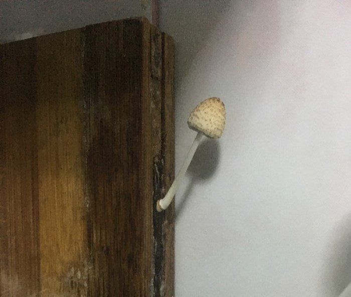 Անսովոր բաներ, որոնցից շատերը դուք առաջին անգամ կտեսնեք։