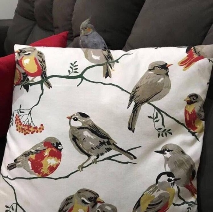 19 զարմանալի զուգադիպություններ... Պարզապես հրաշք է, որ նրանք կարողացան լուսանկարել և ցույց տալ մեզ այդ ամենը