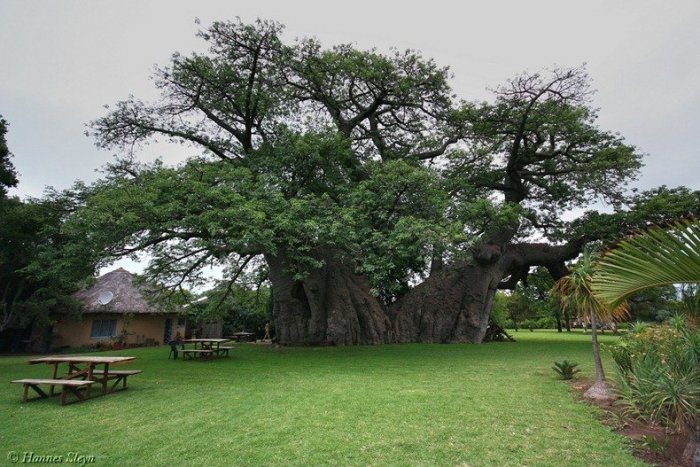 Այս ծառը 6000 տարեկան է. տեսեք, թե ինչ գաղտնիք է այն իր մեջ պարունակում