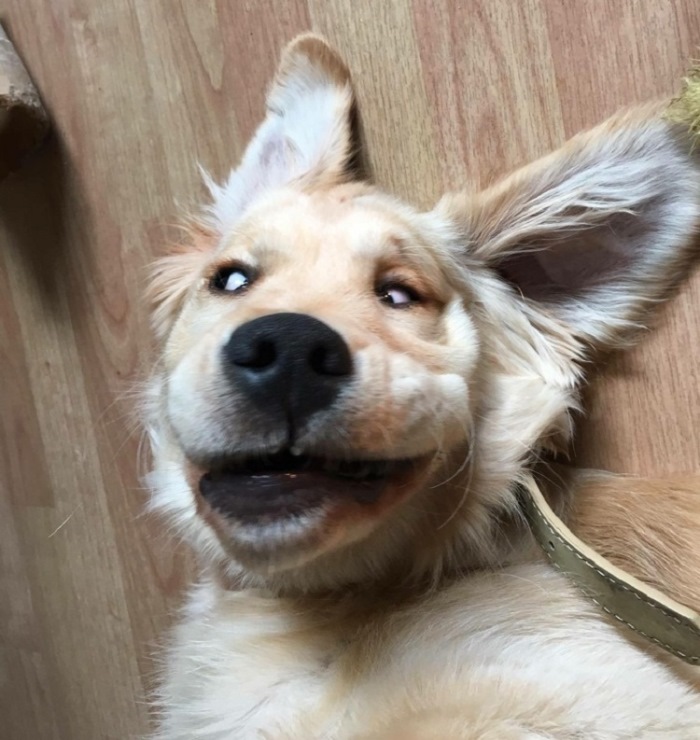 Ոչ ֆոտոգենիկ կենդանիներ, որոնց մնում է միայն դատի տալ լուսանկարչին