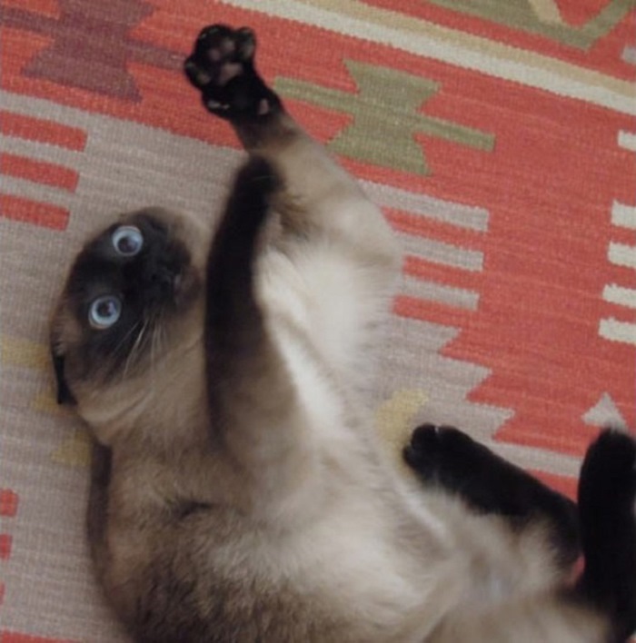 Ոչ ֆոտոգենիկ կենդանիներ, որոնց մնում է միայն դատի տալ լուսանկարչին