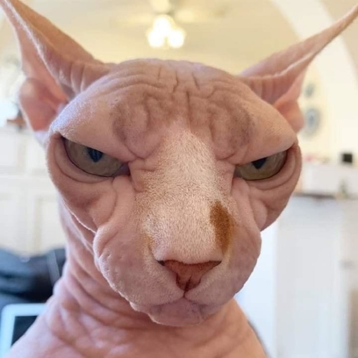 Ոչ ֆոտոգենիկ կենդանիներ, որոնց մնում է միայն դատի տալ լուսանկարչին