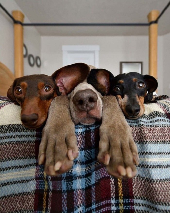 Ոչ ֆոտոգենիկ կենդանիներ, որոնց մնում է միայն դատի տալ լուսանկարչին