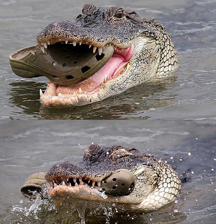 Ինչի՞ համար։ 26 աբսուրդ լուսանկարներ, որոնց մեջ ոչ մի կաթիլ տրամաբանություն չկա։