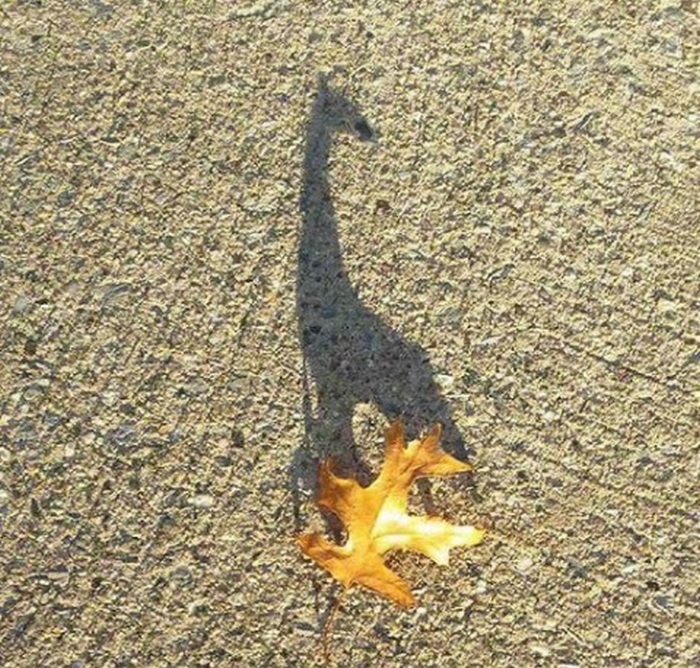 24 խորհրդավոր ու անսովոր ստվերներ, որոնք իրենց նենգությամբ հաստատ ուզում են մեզ խափել։