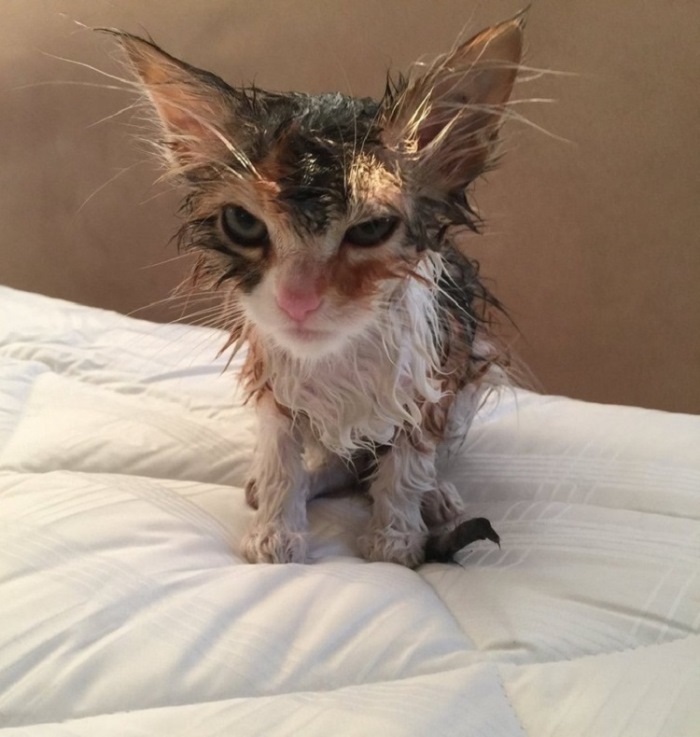 Ոչ ֆոտոգենիկ կենդանիներ, որոնց մնում է միայն դատի տալ լուսանկարչին