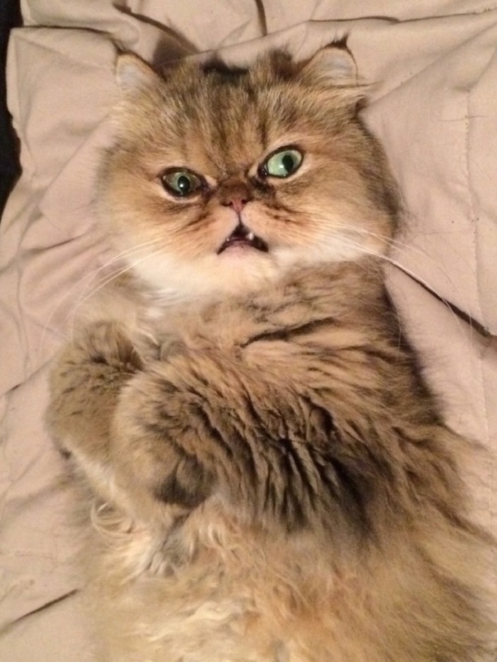 Ոչ ֆոտոգենիկ կենդանիներ, որոնց մնում է միայն դատի տալ լուսանկարչին