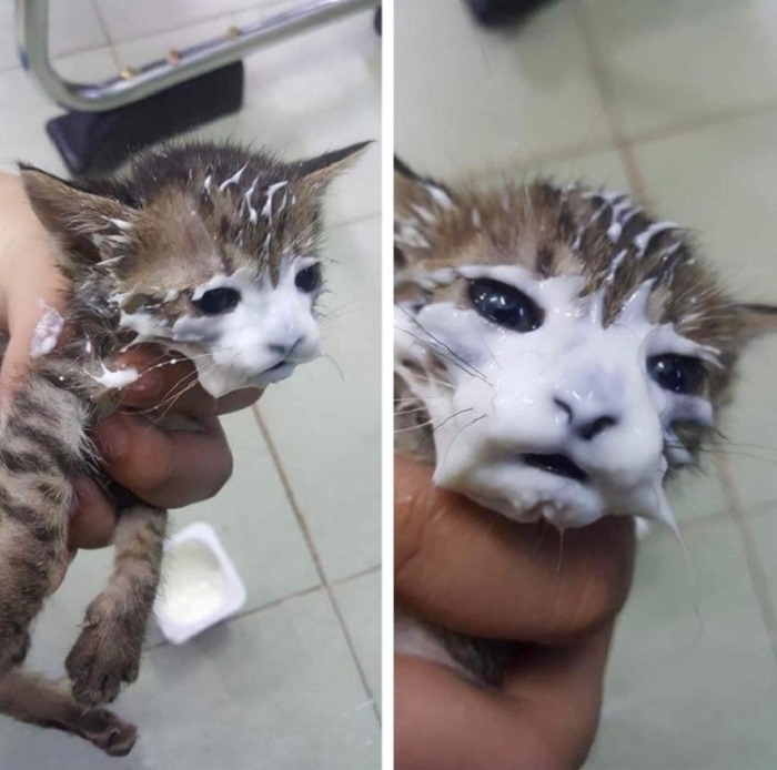 Ոչ ֆոտոգենիկ կենդանիներ, որոնց մնում է միայն դատի տալ լուսանկարչին