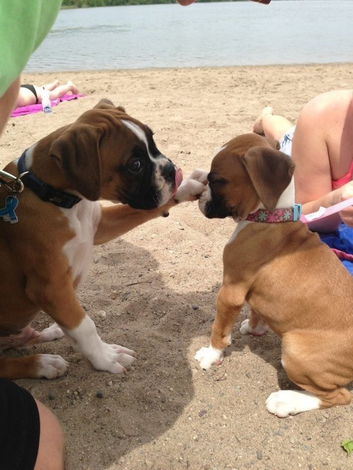 25 ամենաթեժ լուսանկարները, որոնք ապացուցում են, որ բռնցքամարտիկները կարող են նոկաուտի ենթարկել ցանկացած մարդու իրենց հմայքով