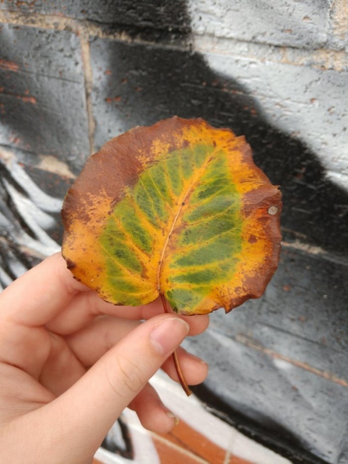 Անսովոր բաներ, որոնցից շատերը դուք առաջին անգամ կտեսնեք։