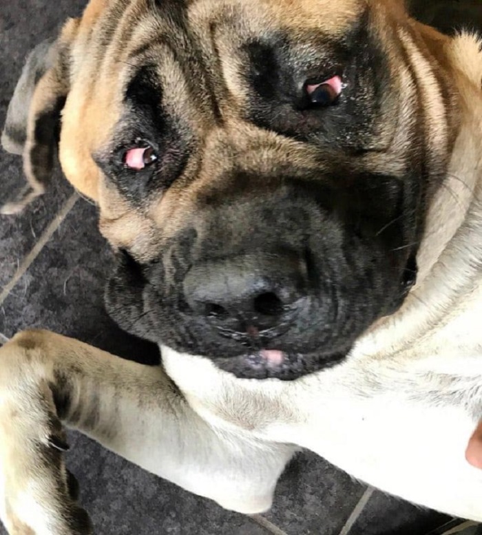 Ոչ ֆոտոգենիկ կենդանիներ, որոնց մնում է միայն դատի տալ լուսանկարչին