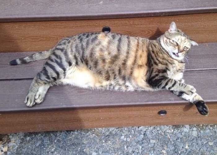 Ոչ ֆոտոգենիկ կենդանիներ, որոնց մնում է միայն դատի տալ լուսանկարչին