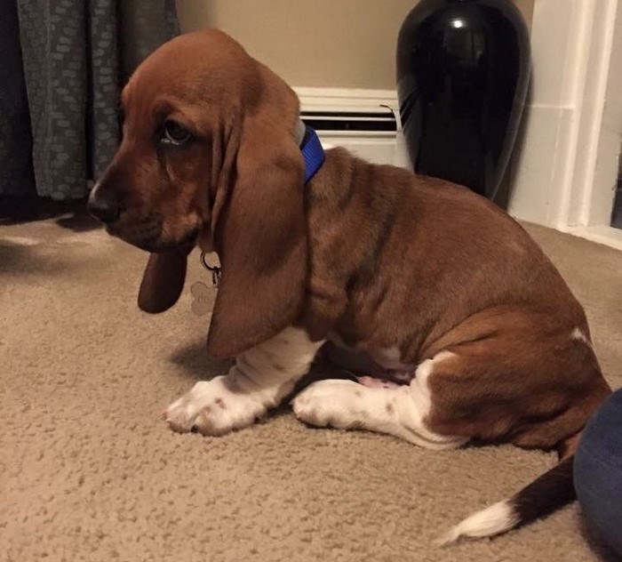 Ընտանեկան կյանքը նույնպես կարող է զվարճալի լինել... Լուսանկարներ, որոնք պատմում եմ ընտանեկան կյանքի բոլոր նրբությունների մասին