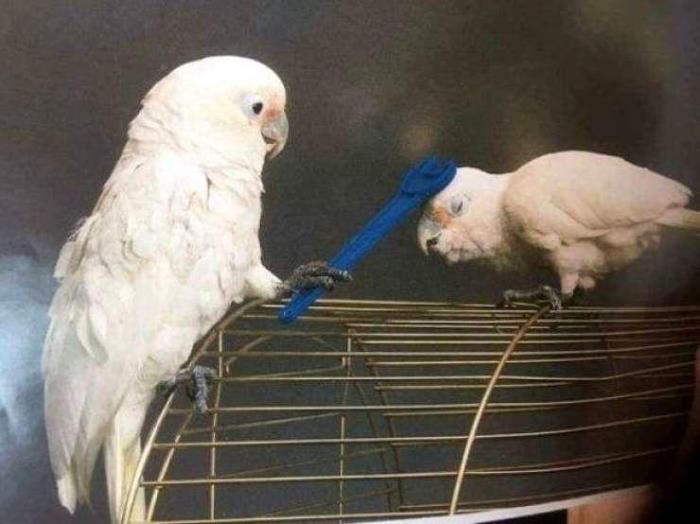 29 հետաքրքիր լուսանկարներ աշխարհում ամեն֊ինչի մասին, որոնք կարող են լուսավորել նույնիսկ ամենաձանձրալի օրը