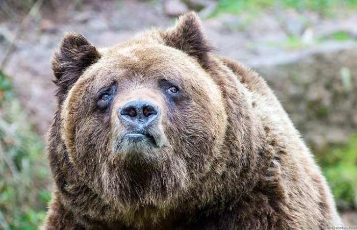 Ոչ ֆոտոգենիկ կենդանիներ, որոնց մնում է միայն դատի տալ լուսանկարչին