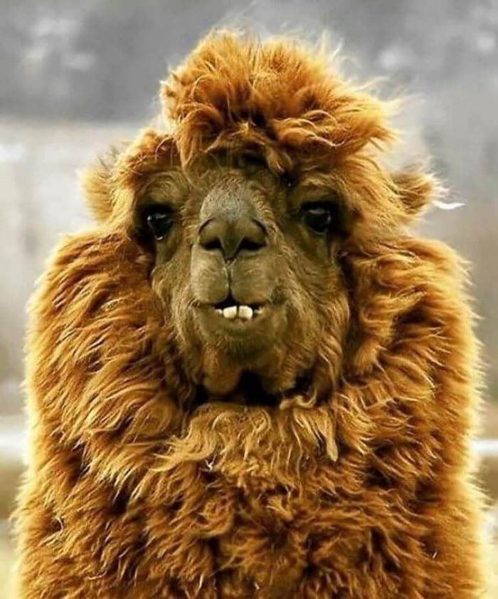 Ոչ ֆոտոգենիկ կենդանիներ, որոնց մնում է միայն դատի տալ լուսանկարչին