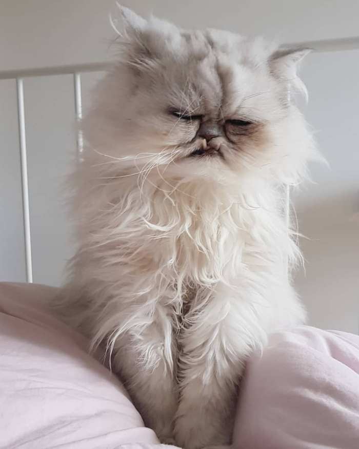 Ոչ ֆոտոգենիկ կենդանիներ, որոնց մնում է միայն դատի տալ լուսանկարչին