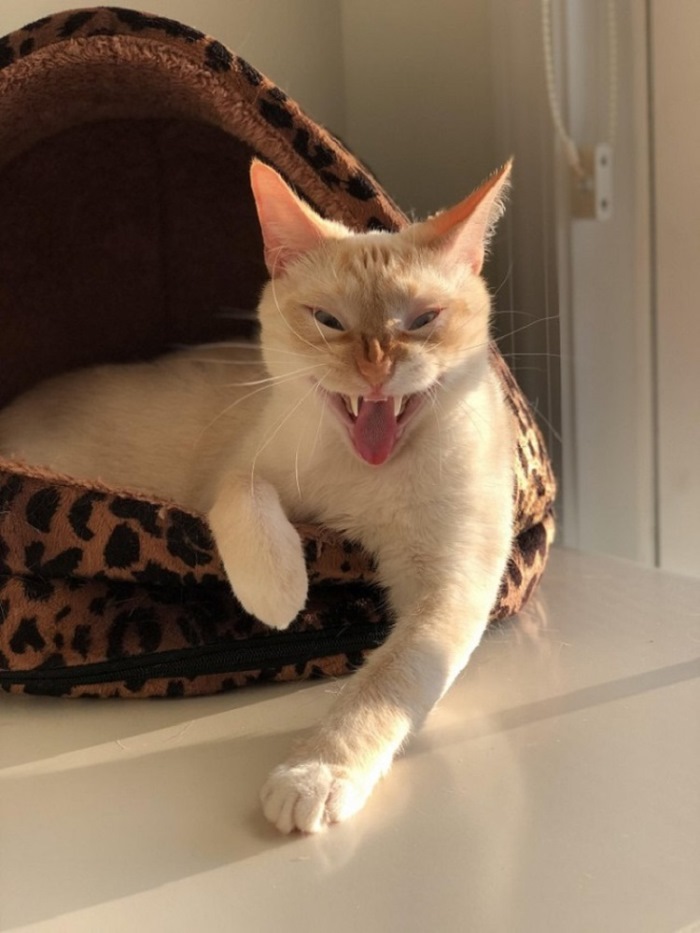 Ոչ ֆոտոգենիկ կենդանիներ, որոնց մնում է միայն դատի տալ լուսանկարչին