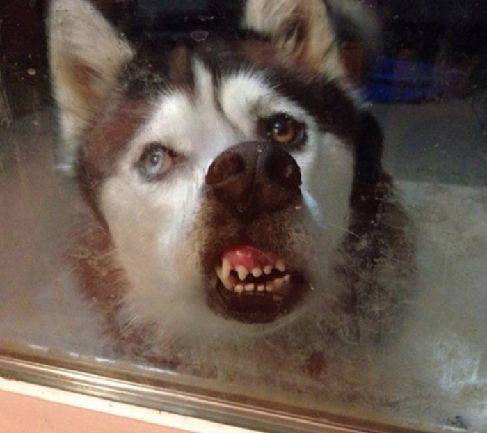 Ոչ ֆոտոգենիկ կենդանիներ, որոնց մնում է միայն դատի տալ լուսանկարչին