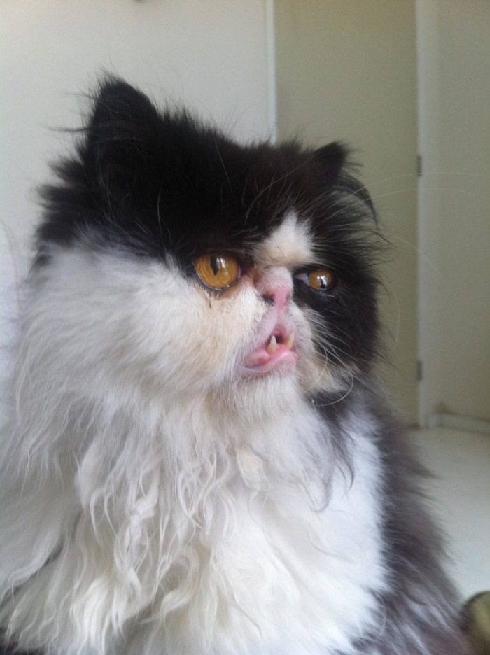 Ոչ ֆոտոգենիկ կենդանիներ, որոնց մնում է միայն դատի տալ լուսանկարչին