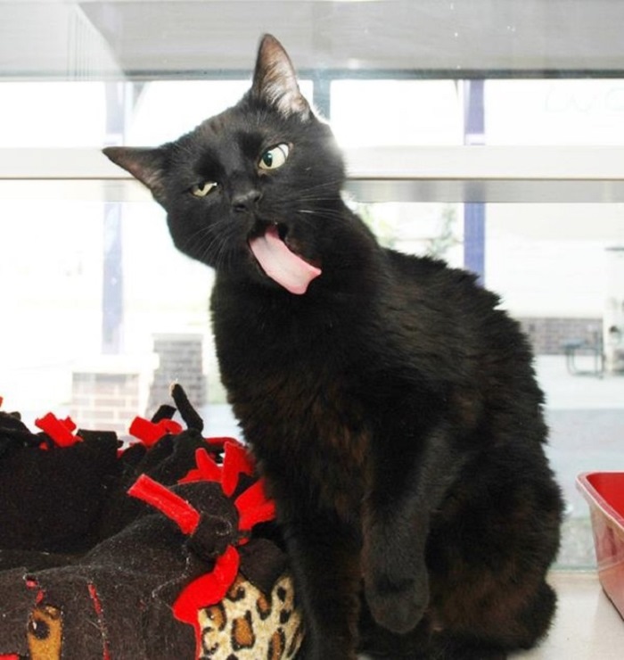 Ոչ ֆոտոգենիկ կենդանիներ, որոնց մնում է միայն դատի տալ լուսանկարչին