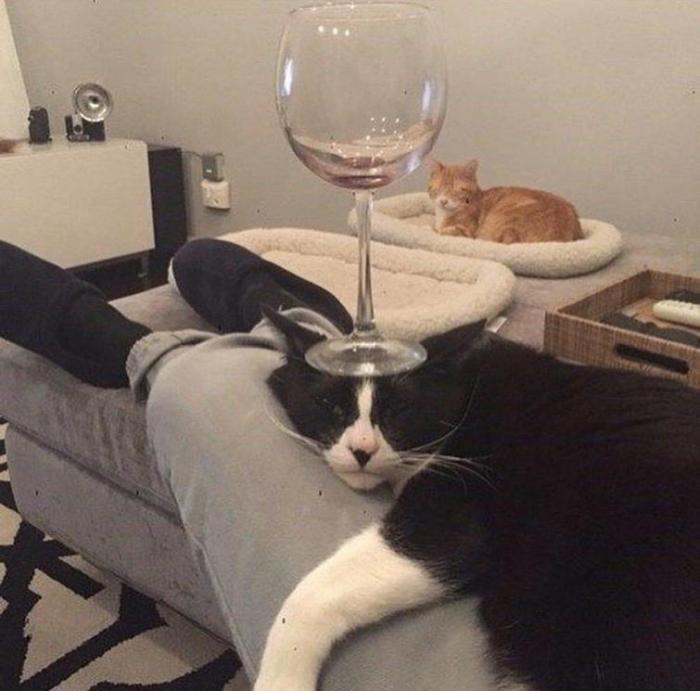 20 զվարճալի լուսանկար ամեն ինչի մասին, որոնք ձեր օրը կդարձնեն մի փոքր ավելի ուրախ