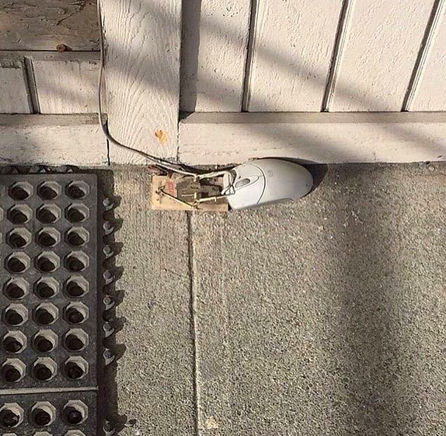 18 լուսանկար, որոնցում տրամաբանությունը անմեղսունակության հետ ճակատամարտում պարտվեց