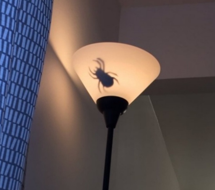 16 ընտանիք, որոնցում երբեք պետք չէ լիցքաթափվել` անախորժություններից խուսափելու համար