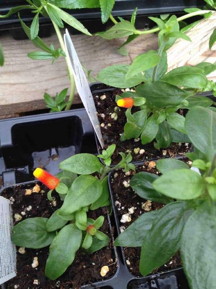 25 զվարճալի դեպքեր, երբ ոչ ուտելի առարկաները ձևացրել են, թե սնունդ են, փորձելով խաբել մեզ: Բայց չի ստացվել