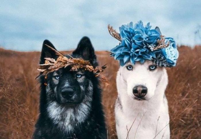 20 զվարճալի լուսանկար ամեն ինչի մասին, որոնք ձեր օրը կդարձնեն մի փոքր ավելի ուրախ