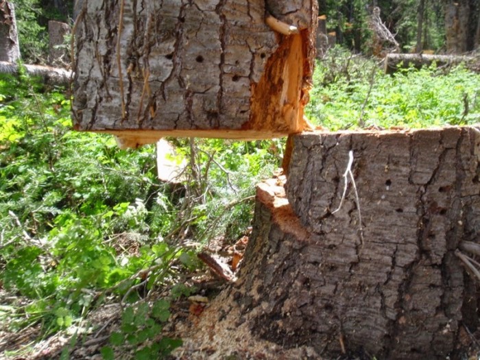 Անբացատրելի լուսանկարներ, որոնցում ձգողականության ուժի օրենքը սխալմունք է տվել