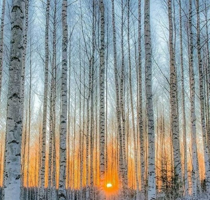 Հեքիաթային լուսանկարներ Ֆինլանդիայի անտառներից