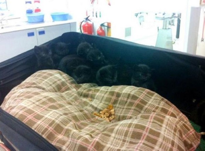 Աղջիկը գտավ հին ճամփրուկ այգում: Այն ինչ նա գտավ ներսում, զարմացրեց նրան