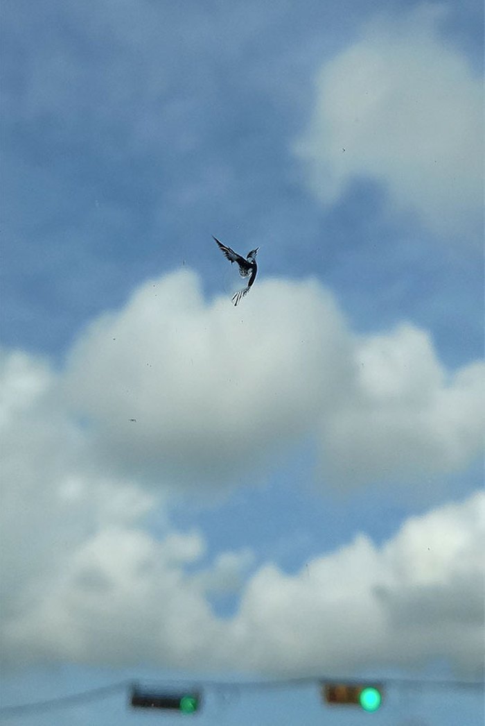 Զարմանալի պատահական նկարներ, որտեղ նկարիչը հենց ինքը` կյանքն է&raquo;