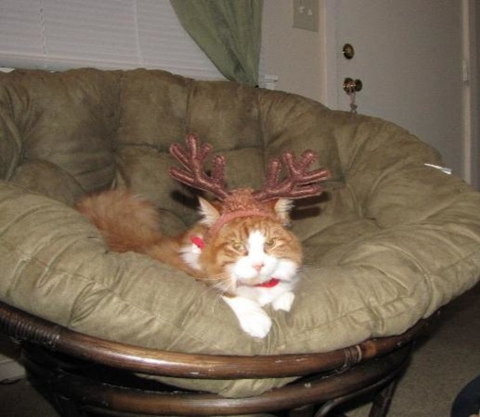 16 ընտանիք, որոնցում երբեք պետք չէ լիցքաթափվել` անախորժություններից խուսափելու համար