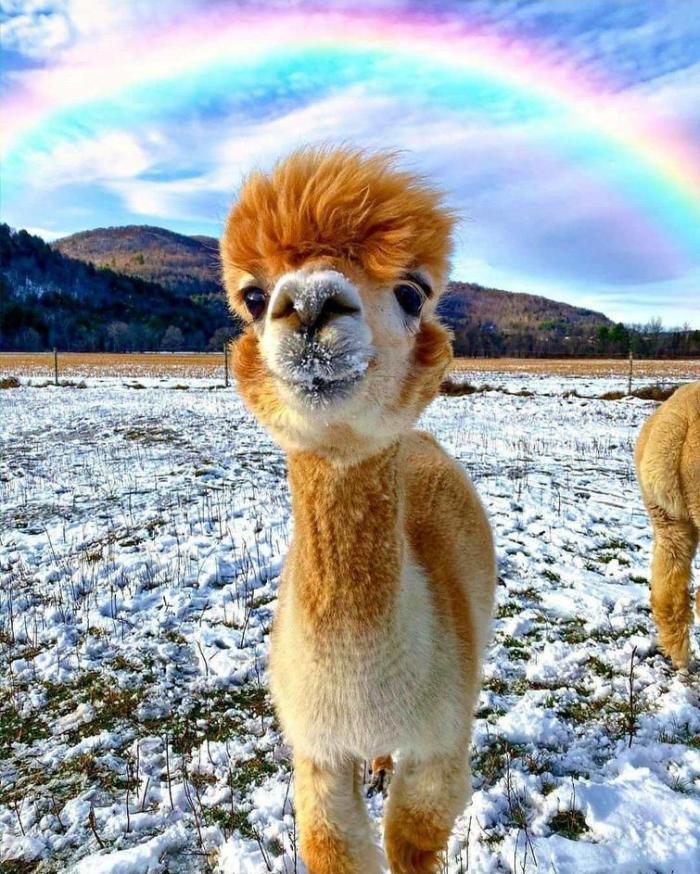 20 զվարճալի լուսանկար ամեն ինչի մասին, որոնք ձեր օրը կդարձնեն մի փոքր ավելի ուրախ