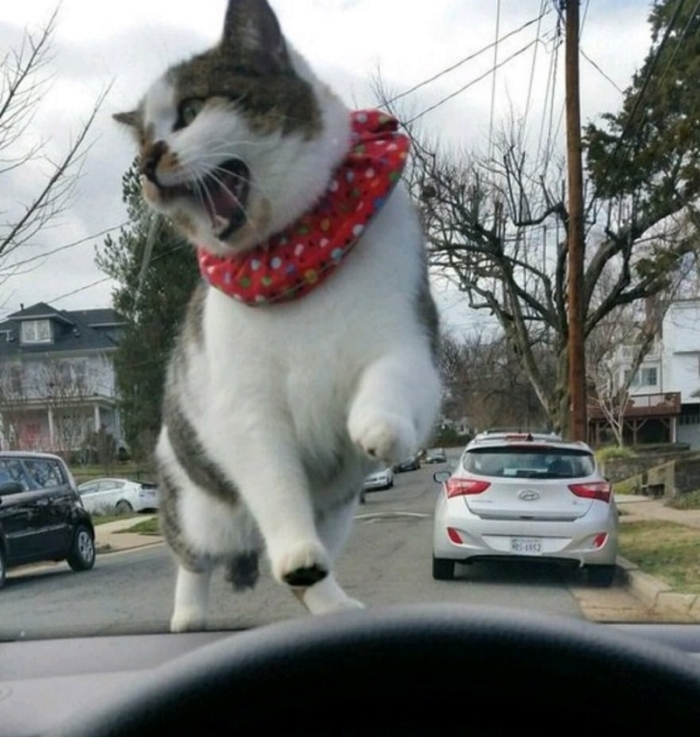 Նկարներ, որոնցում անկյունը որոշել է ամեն ինչ. Այ քեզ հաջողություն