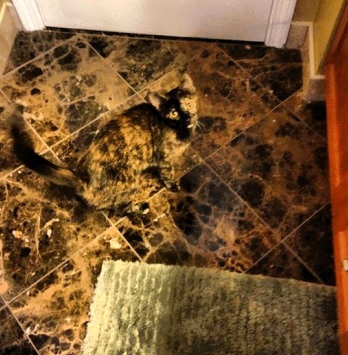 Քողարկման մակարդակը-աստված: Կատարյալ միմիկայի և քողարկման օրինակներ