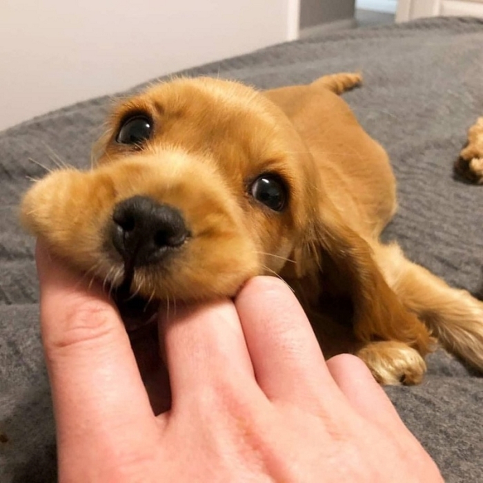 Լուսանկարներ, որոնք հաճելի զգացմունք են առաջացնում նույնիսկ կոպիտ վատատեսների մոտ