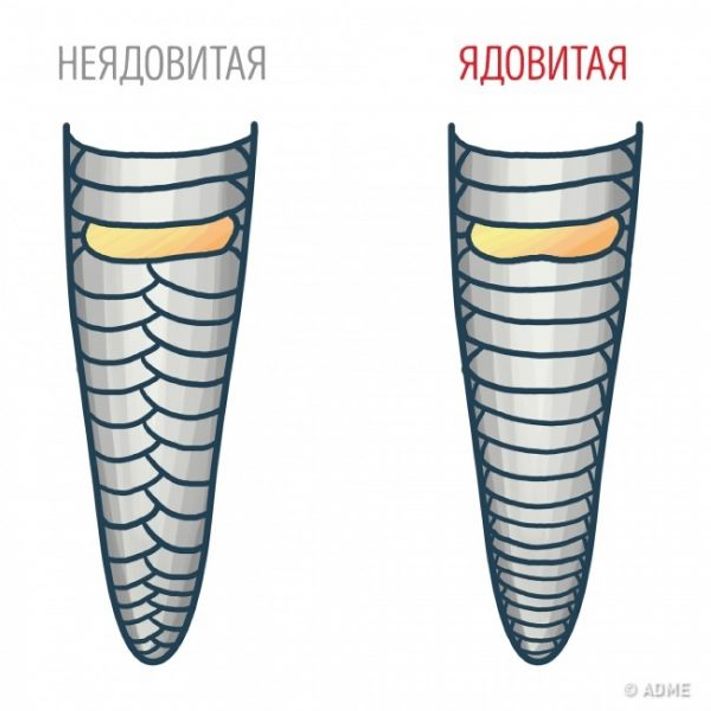 Խորհուրդներ, որոնք կարող են փրկել ձեր կյանքը