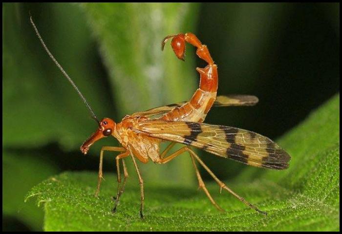 25 &laquo;քնքուշ փոքրիկ կենդանիներ&raquo;, նայելով որոնց ցանկանում ես ասել &laquo;ՈՉ&raquo; բնությանը և գոռալով ճանապարհդ փոխել