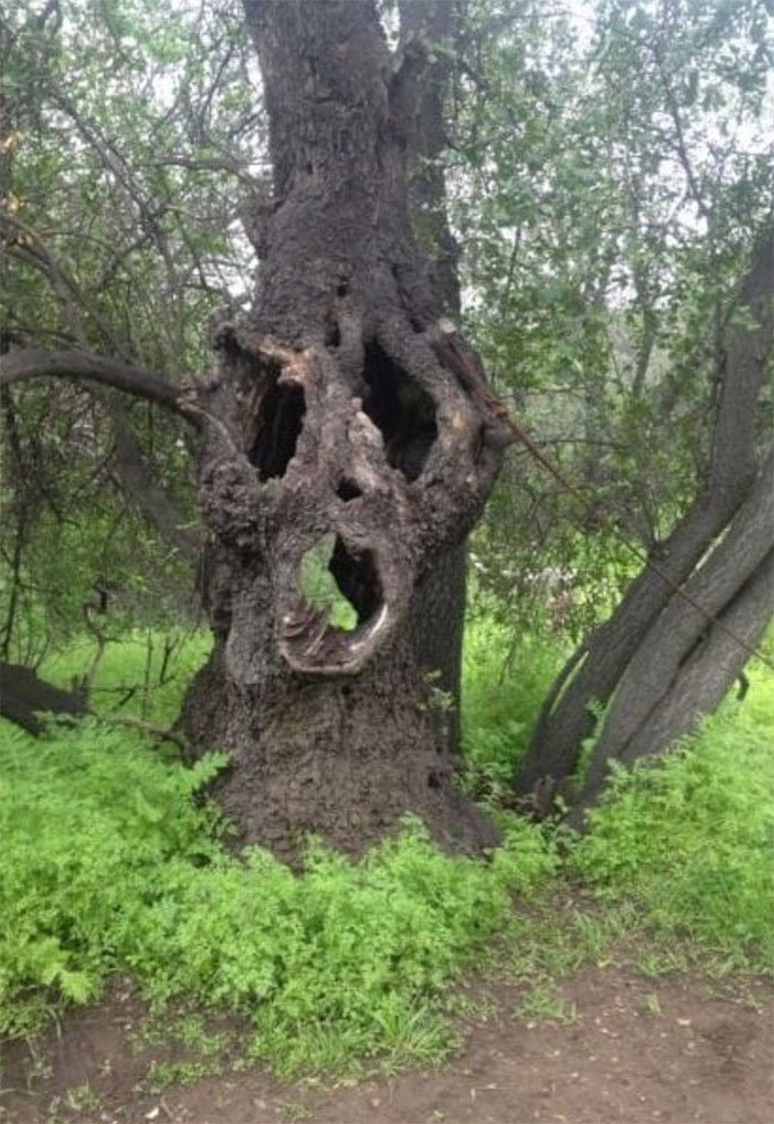 14 հետաքրքիր գտածոներ անտառում