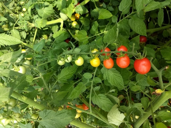 17 տարօրինակ իրերի այնպիսի լուսանկարներ, որոնք ձեզ կեղծ կթվան