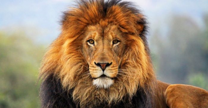 Արագ հոգեբանական թեստ. Ընտրեք, թե ով է նկարված նկարում և պարզեք, թե անհատականության որ առանձնահատկությունն է բնորոշ ձեզ ի ծնե